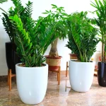 Ảnh chi tiết