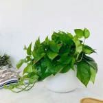 Ảnh chi tiết