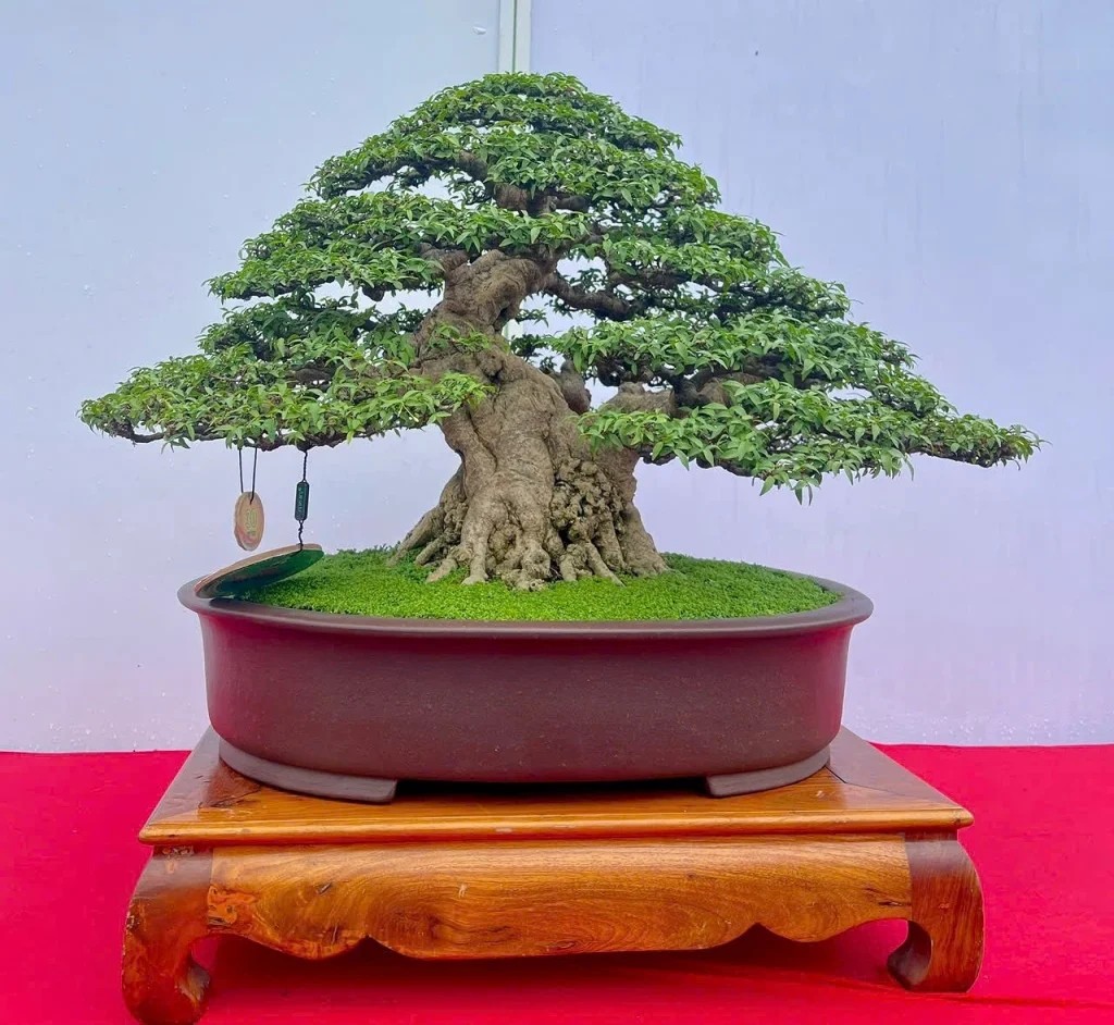 Tiểu Cảnh Bonsai Nghệ Thuật