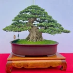 Ảnh chi tiết