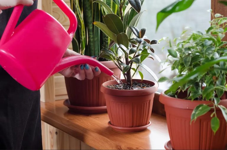 5 Kinh Nghiệm Chăm Sóc Cây Cảnh Trong Nhà Luôn Xanh Tốt
