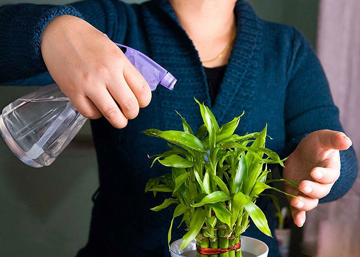 Cách Tưới Nước Cho Cây Cảnh Đúng Cách, Tránh Cây Bị Úng Rễ